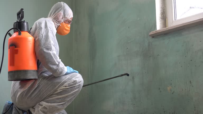 Why You Should Choose Our Mold Remediation Services in Pineland, TX